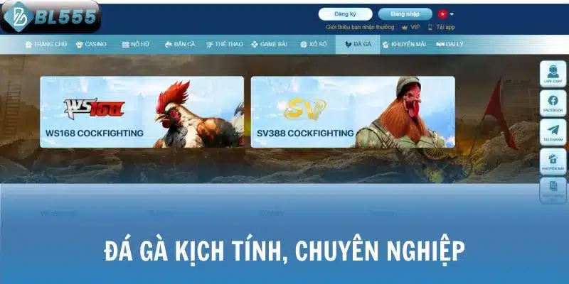 Đá gà kịch tính, chuyên nghiệp