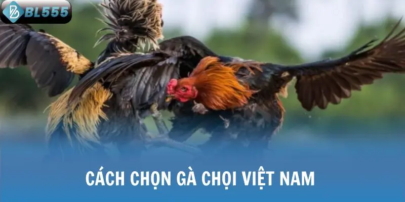 Cách chọn gà chọi Việt Nam 