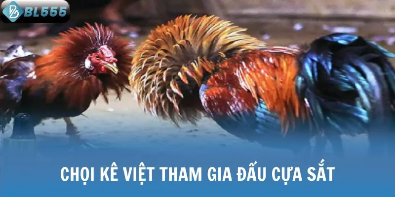 Chọi kê Việt tham gia đấu cựa sắt