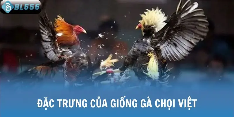 Đặc trưng của giống gà chọi Việt