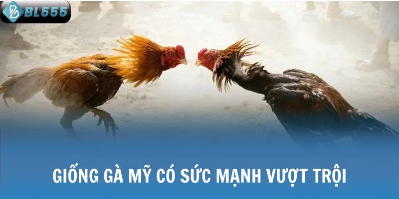 Giống gà Mỹ có sức mạnh vượt trội