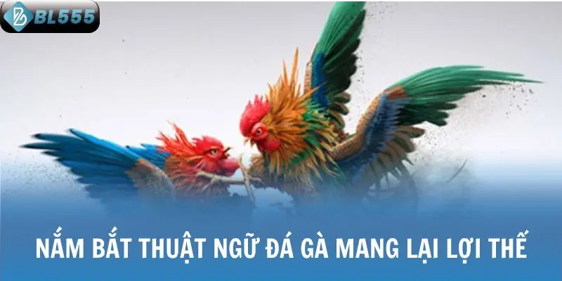 Nắm bắt thuật ngữ đá gà mang lại lợi thế