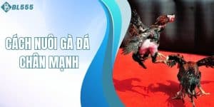 Cách nuôi gà đá chân mạnh