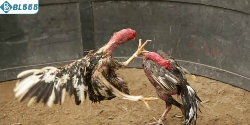 Chia sẻ các bài tập cho gà đá