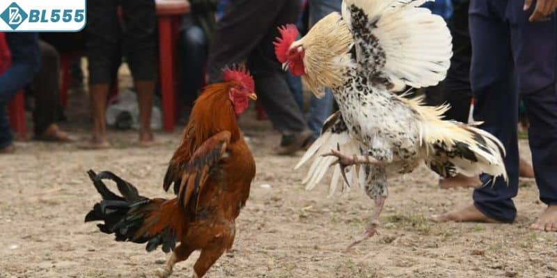 Khám phá chế độ dinh dưỡng cho gà chiến